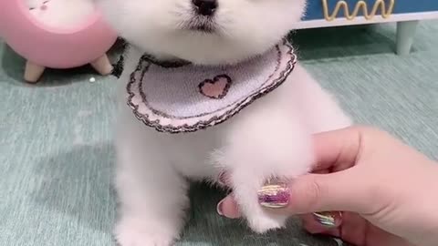 cute song cute dog status videos WhatsApp status video tik tok video.mp4