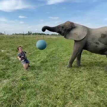 Episode #54 Elephant Football Super Skills Viral Video