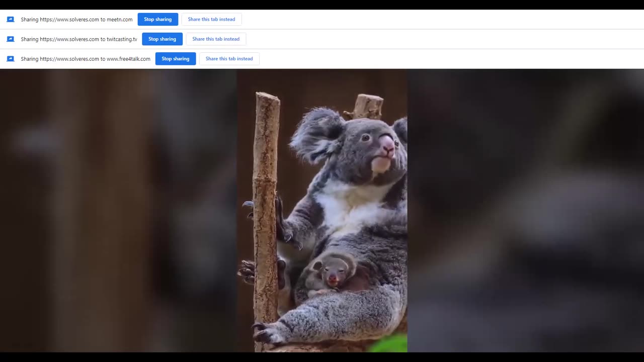 Koalas