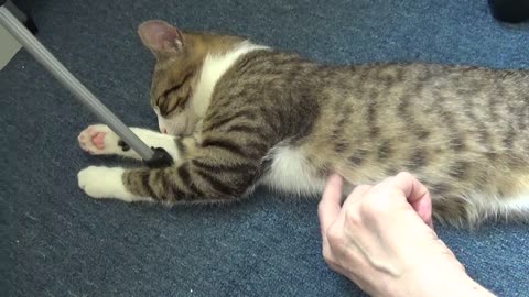 Cute Kitten Loves Sleeping on the Floor