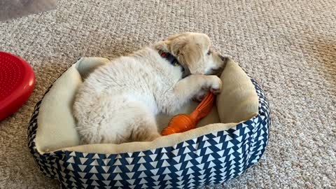 Puppy and her new chew toy .. uh .. bed