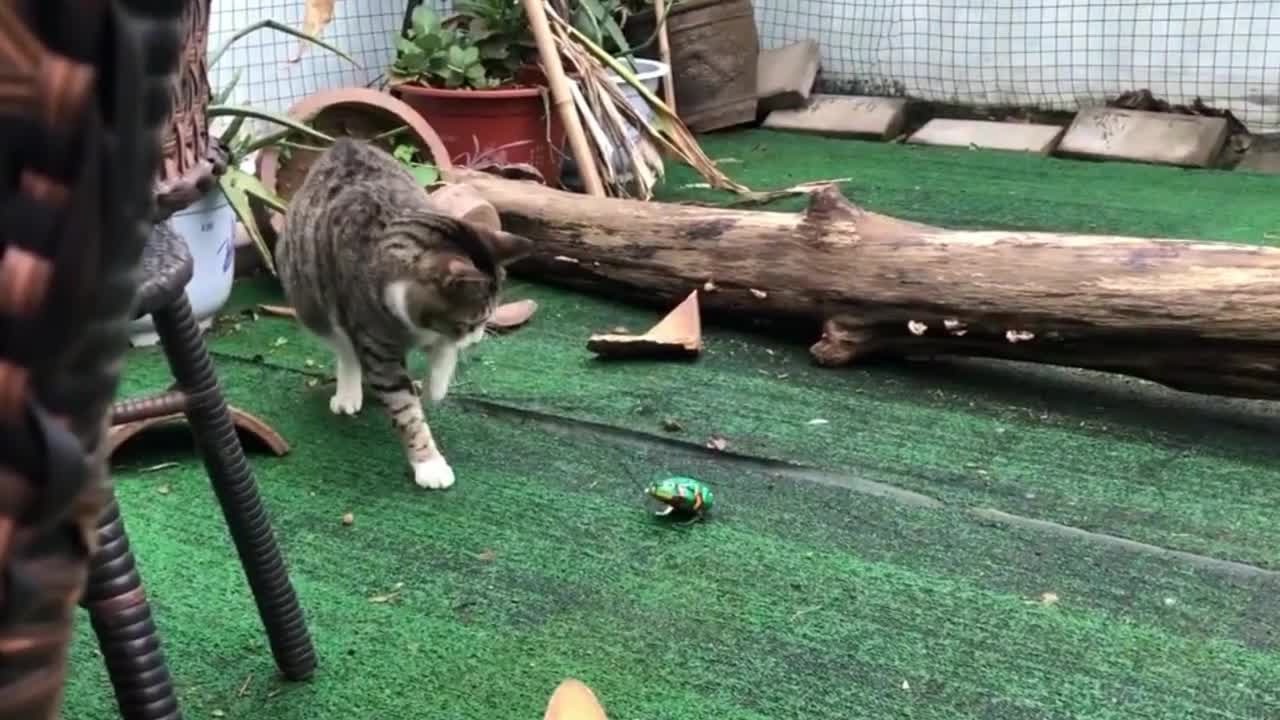 cute kitten has fun with a toy frog.