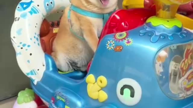 Puppy sits on rocking car like a child