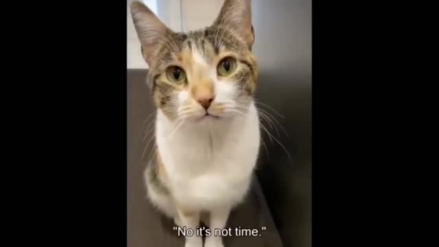 Cat's asking for more food but got rejected