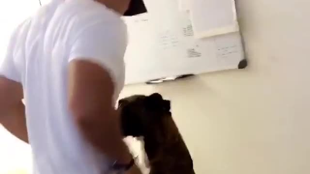 Dog dancing with owner