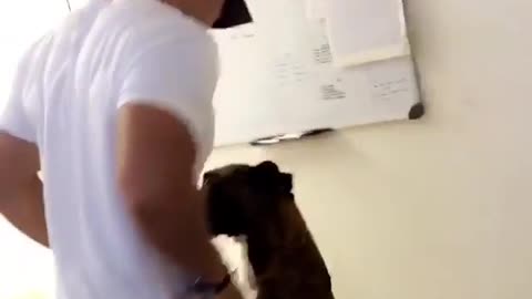 Dog dancing with owner