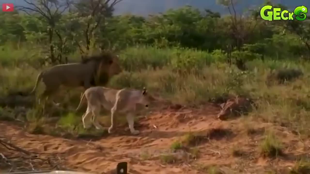 Wild Animal Fights