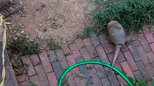 Two armadillos