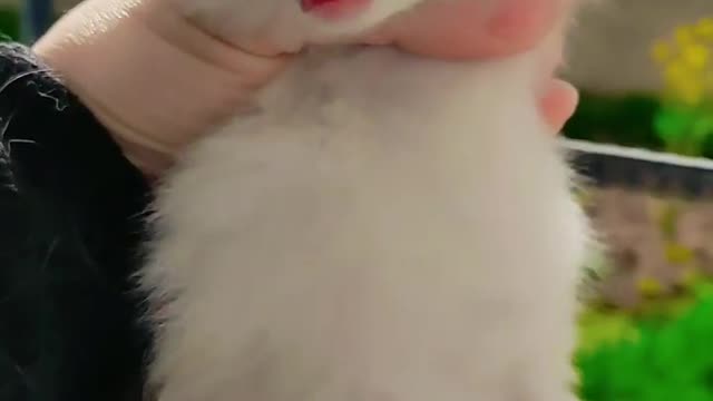 He is so cute #cat