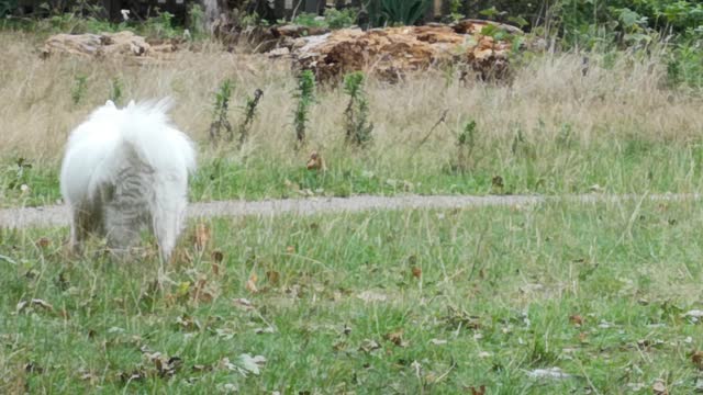 Dogs in green cross