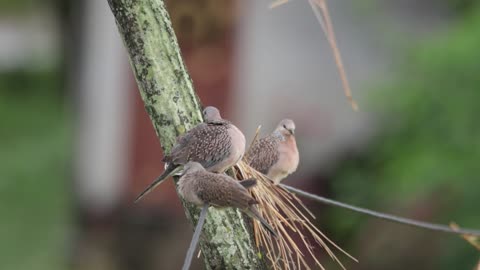 Relax Nature | Birds on chill