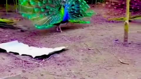 Peacock dance