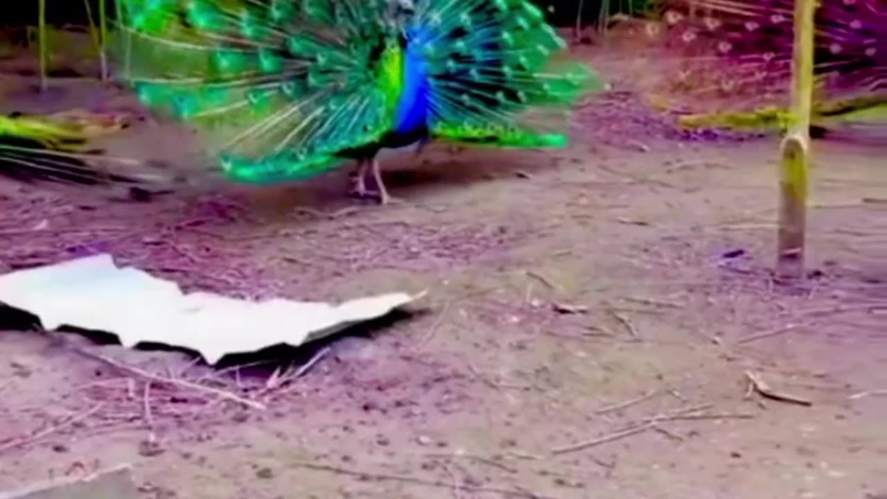 Peacock dance