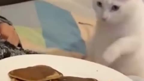 Impudent Cat stole a pancake? :)