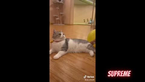funny cats