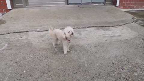 Bichon dog