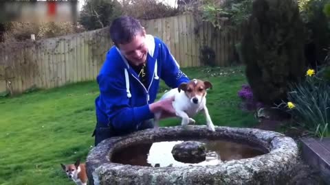 Cute Dogs Air Swimming - Funny Dog Videos Compilation