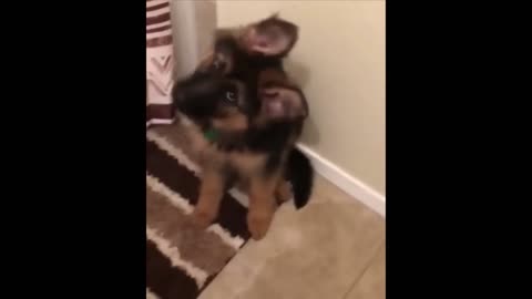 ADORABLE Animal Videos To Make Your Day a Little Better!!!