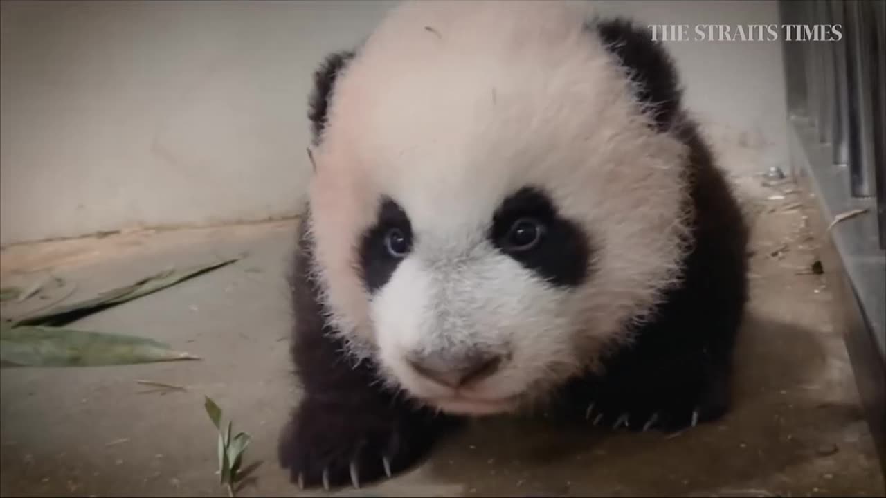 Baby Panda At Play LA US #Nature #Panda #Bear #Polar Bear