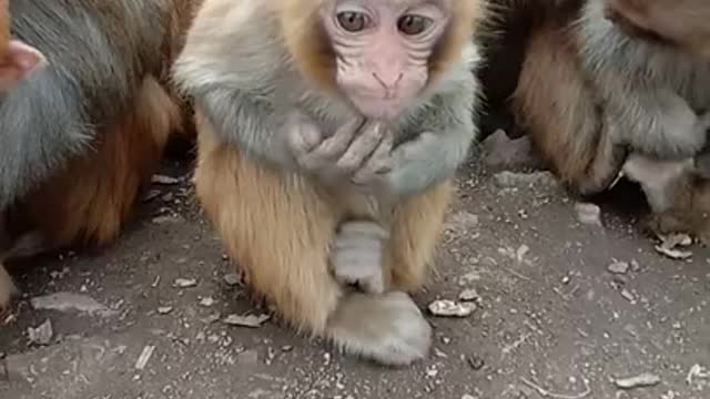 Funny Monkey Videos - A Funny Monkeys Compilation 2022