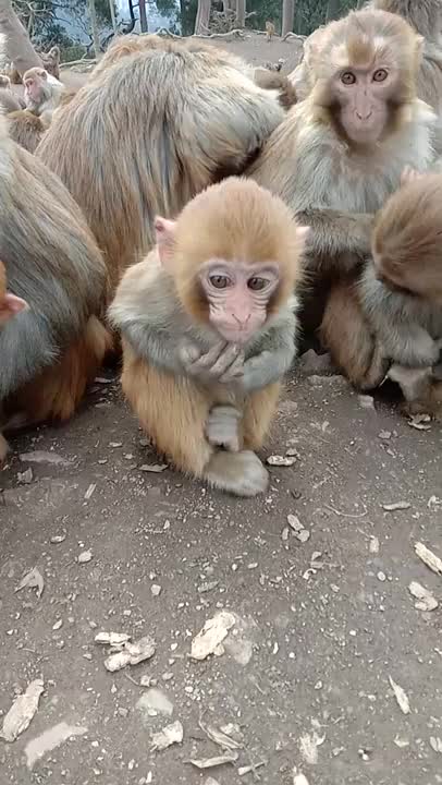 Funny Monkey Videos - A Funny Monkeys Compilation 2022