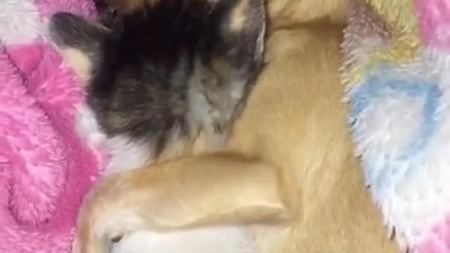 📹 🤣 Funniest 🐶 Dogs and Cats 😻 - Awesome Funny Pet Animals Videos 😇