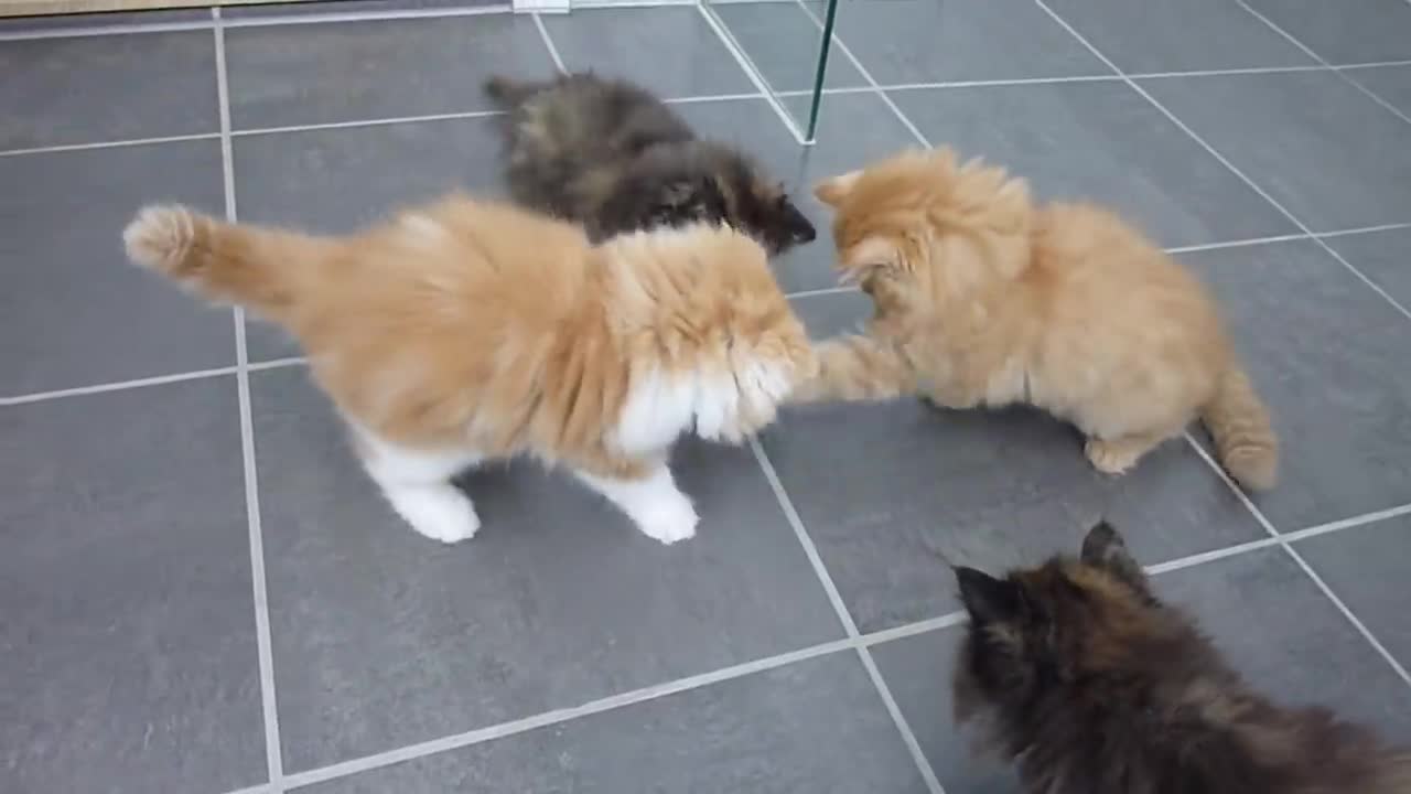 Kittens playing video