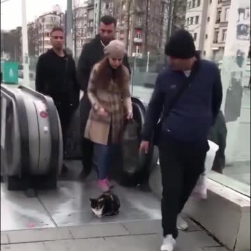 Кот познал истину жизни теперь ему всё пох