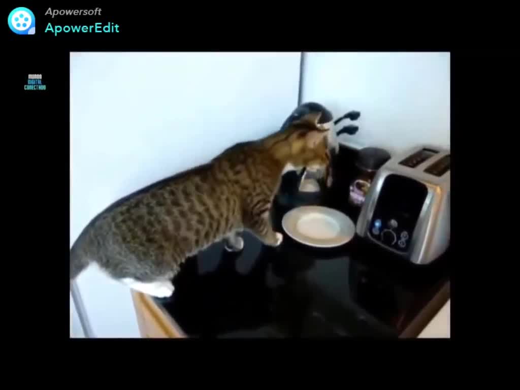 Frightening cat - The cat and the toaster