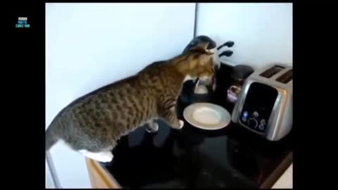 Frightening cat - The cat and the toaster