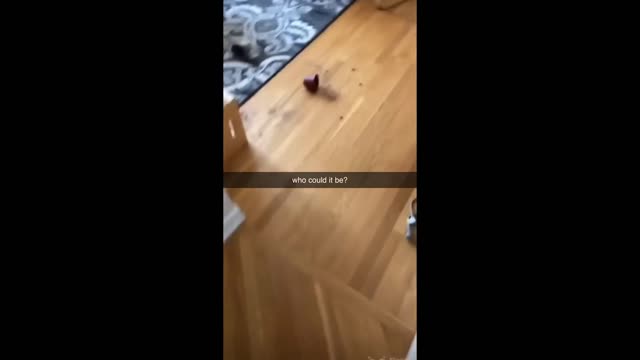 Cats Memes