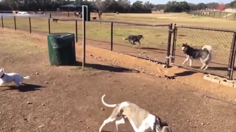 ULTIMATE|| Animal Compilation || Funny Fails || viral || comedy