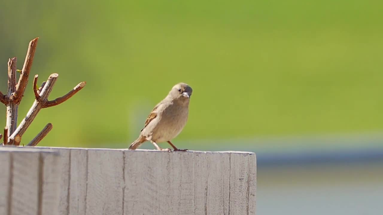 Cute Bird_Cute sparrow - cute animal (part-1)
