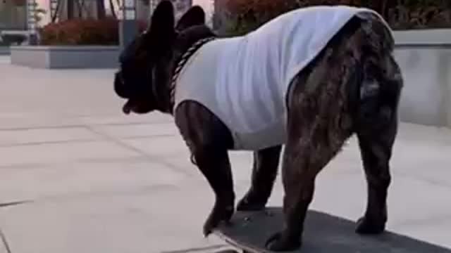 Skate doggy😎