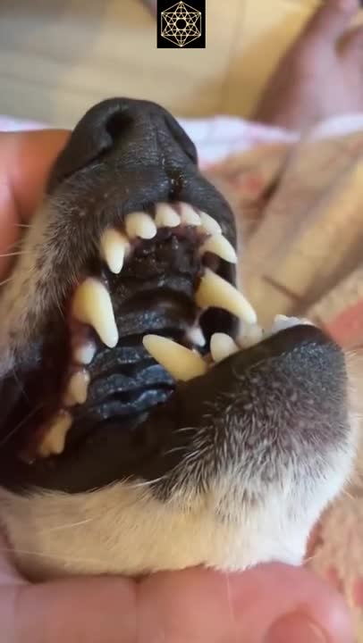 Cute and Funny Dog Video Compilation 💕#shorts #ytshorts #dongduvalley #cutepuppy #animalworld