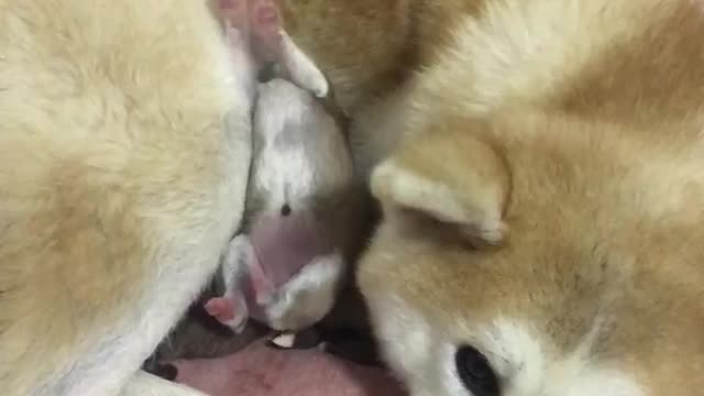 The family dog gave birth to a baby