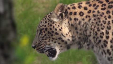 Leopard - 5