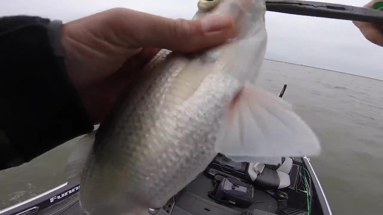 Limit Out White Bass Fishing & NEW Awesome Fish Fryer!
