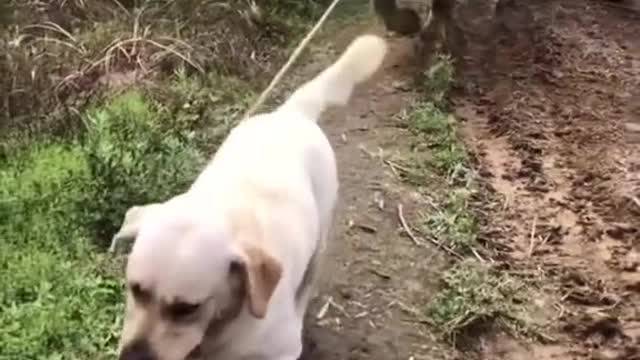 best friend of buffalo and dog. The dog helps the buffalo pull the cart