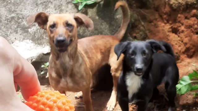 happy dogs playing together behind the ball #shorts