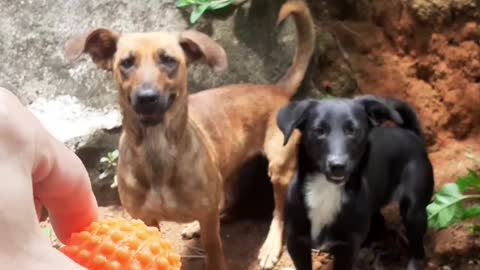 happy dogs playing together behind the ball #shorts