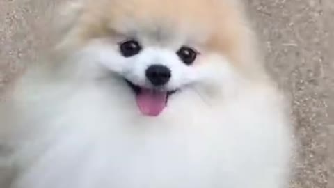 CUTE DOG VIDEO