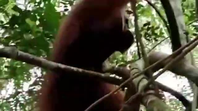 Big male orangutan hanging on a tree