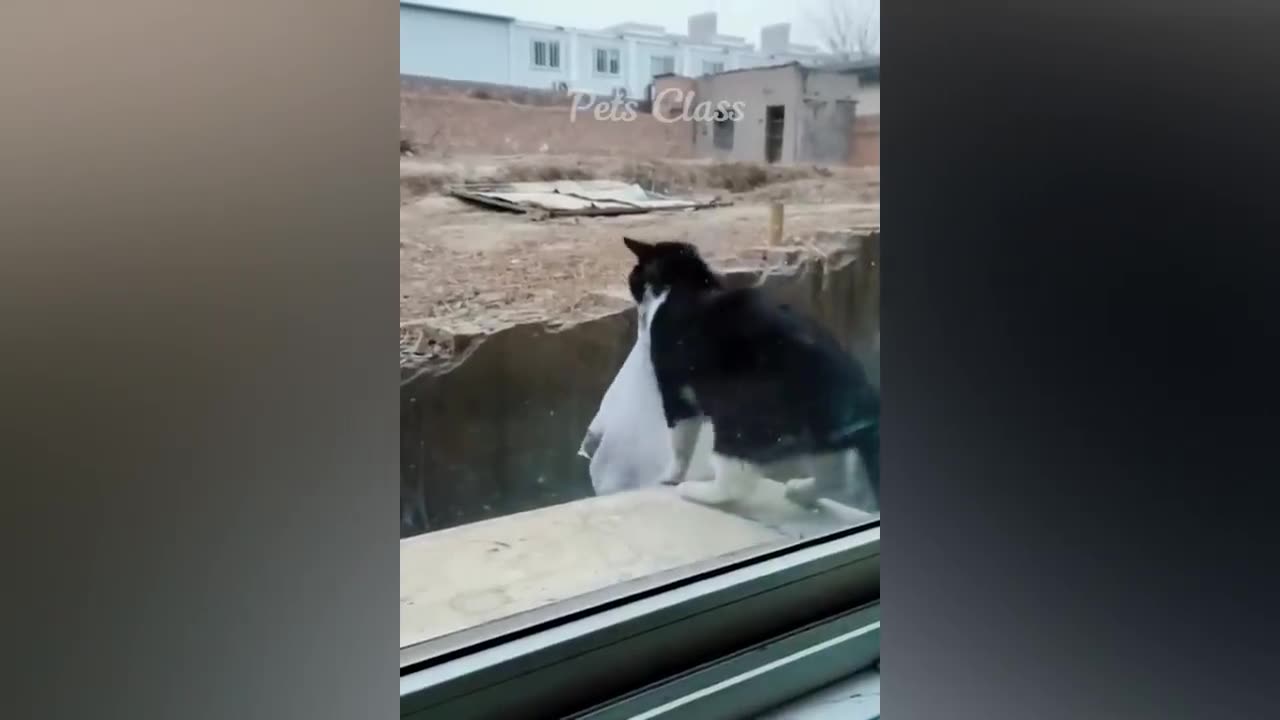 Funny video cat