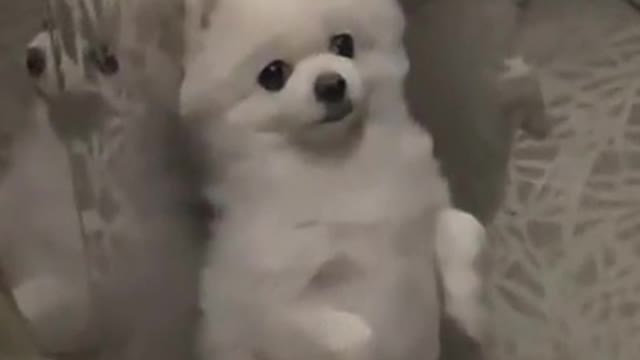 Timing is vital : "You must know when and where to bark"