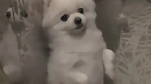 Timing is vital : "You must know when and where to bark"