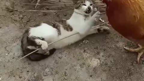 Best moments funny video cat part lV