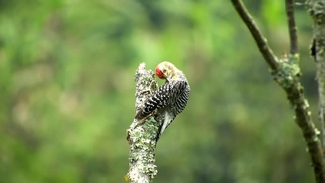 Ave Bird Nature Woodpecker Colombia