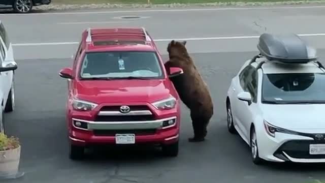 Bear walking and jump in to the car beside the road