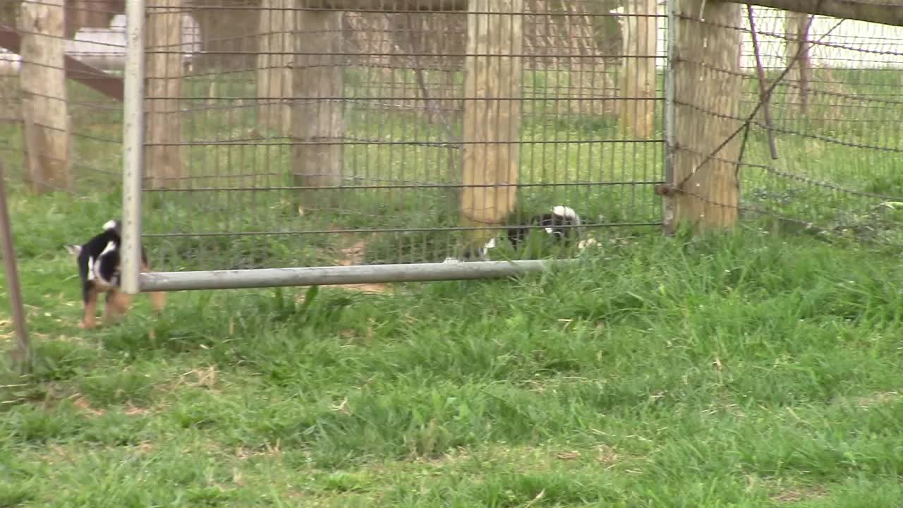 Bouncing baby goats will brighten your day